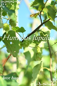 Humulus lupulus 2011/09/08 12:35:49